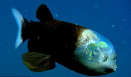 科学家意外发现深海怪鱼，头部透明形似外形人