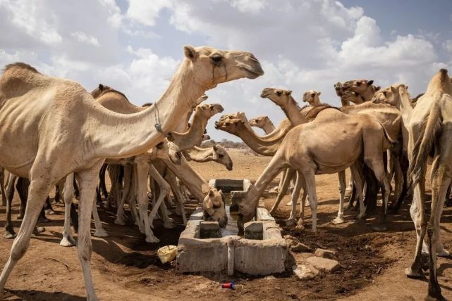 历史性干旱席卷非洲，2000万人正面临极端困境