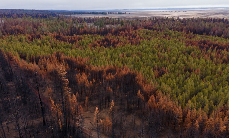 植树造林可以帮助减碳竟然变成弥天大谎？！